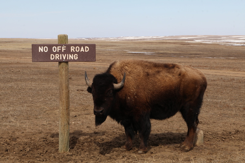 sky, cow, landscape, no people, ground, vertebrate, 5K, pets, communication, yak, western script, wildlife, text, day, field, badlands national park, land