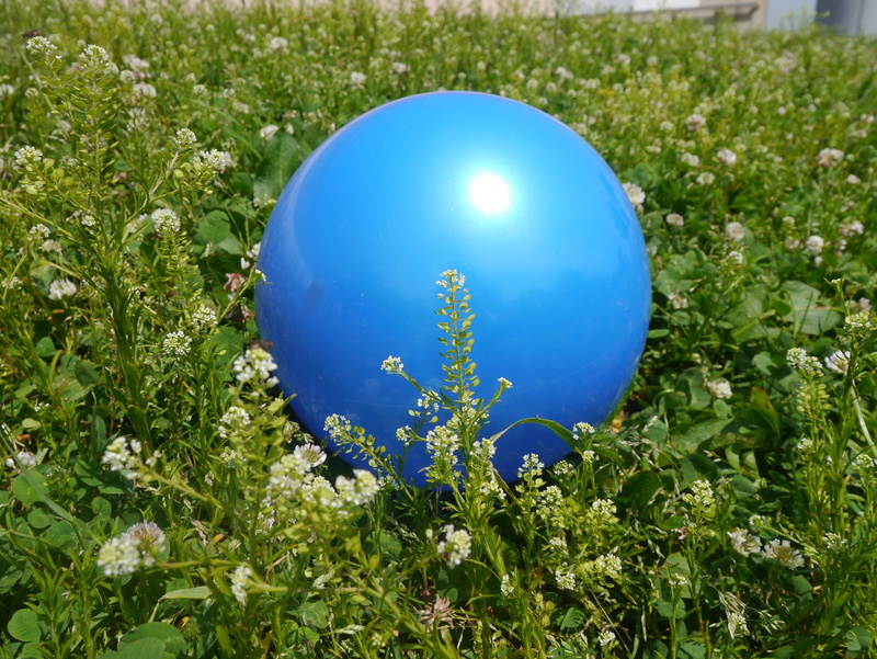 Ragweed, flowers, vulnerability, field, close-up, bowl, balloon, 4K, green, fragility, plant, lotus flowers, growth, leaf, green color, flower, nature