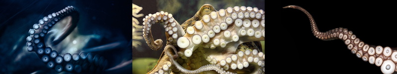 aquatic, building, screen, Octopus, gold colored, architecture, animal, city, indoors, sport, business, monitor, industry, museum, close-up, 5K, panoramic
