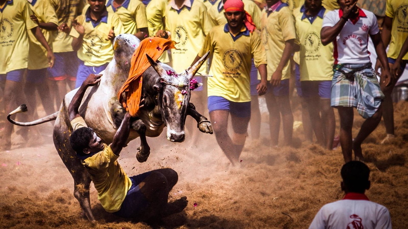 animal wildlife, sport, day, real people, indian, pets, tamil, group of people, mammal, riding, domestic, crowd, vertebrate, horse, livestock, outdoors