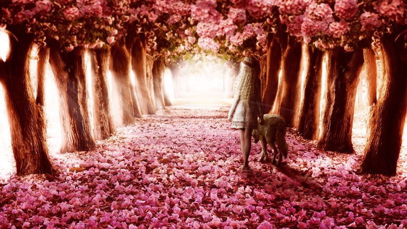 path, 1080P, flower