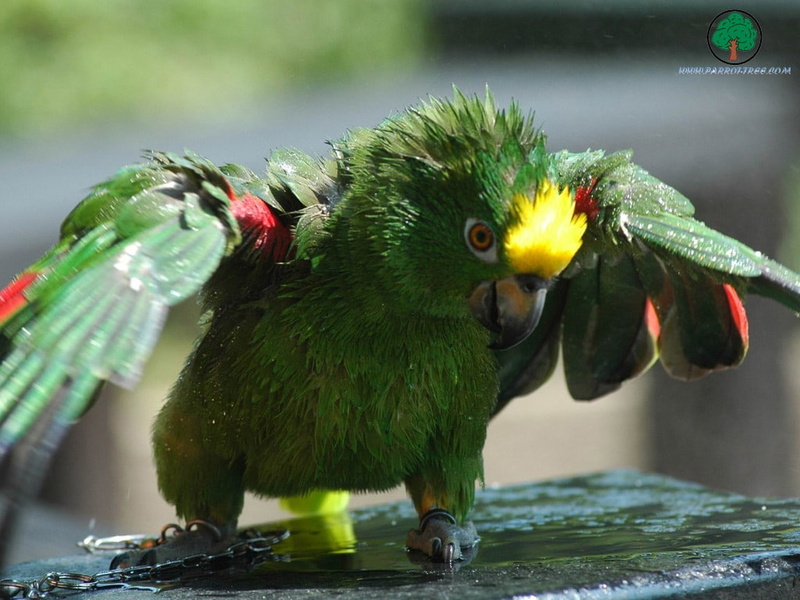 hd, BIRDS, adi, 480P, art, animals