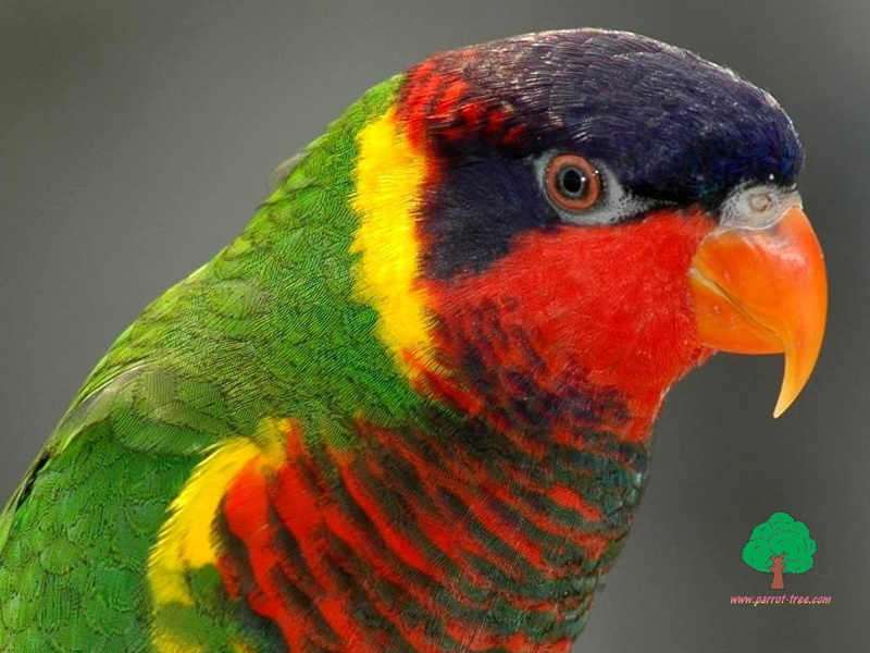 480P, hd, BIRDS, adi, animals, art