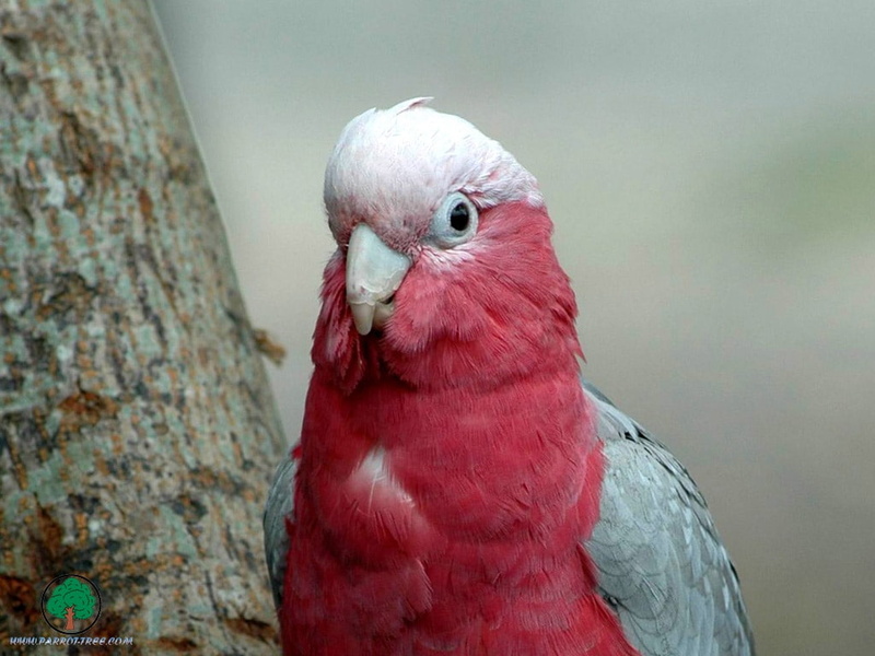 adi, hd, 480P, art, animals, BIRDS