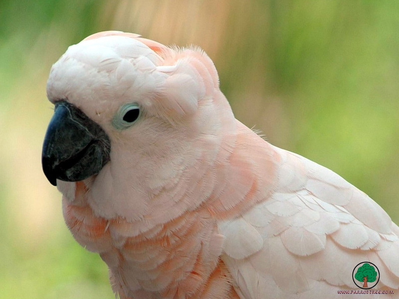 adi, hd, art, animals, BIRDS, 480P