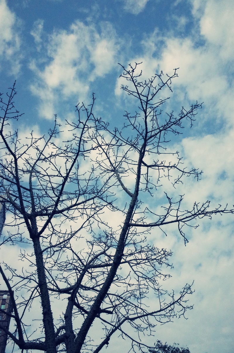 sky, beauty in nature, branch, nature, winter, outdoors, tranquility, day, cloud - sky, wide, no people, low angle view, tranquil scene, blue, scenics - nature