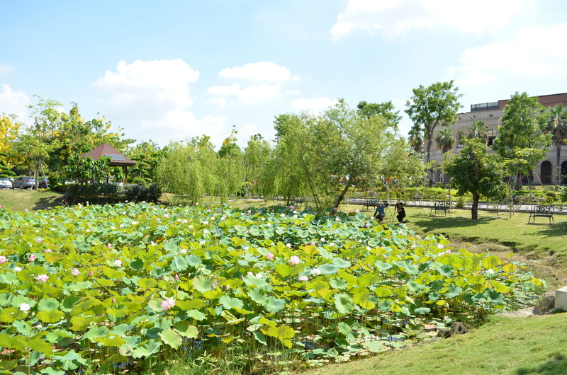 green color, blue day, day, flower, baiyun, beauty in nature, cloud - sky, 4K, architecture, nature, land, tranquility, growth, plant, leaf, no people