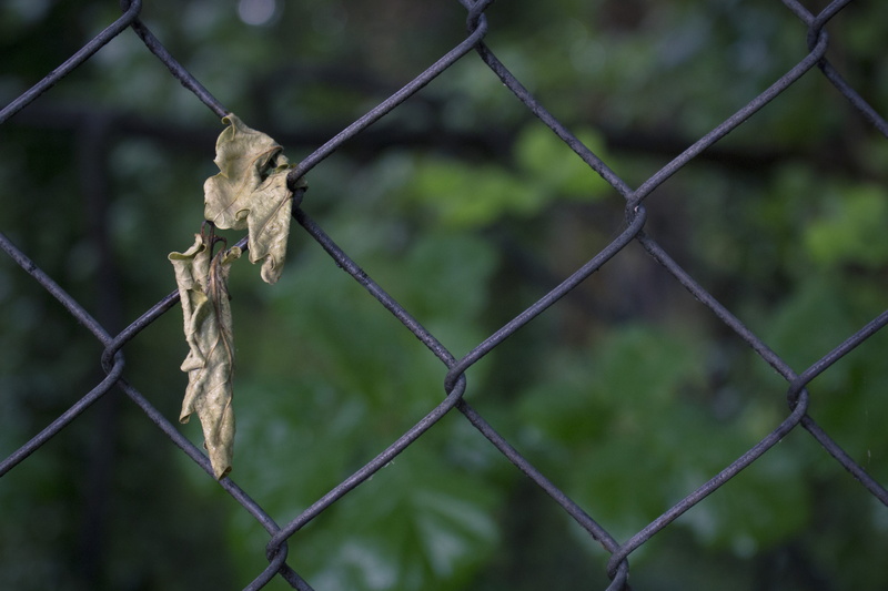 fence, forest, exclusion, united kingdom, focus on foreground, chainlink fence, greenery, crystal palace, outdoors, 5K, no people, close-up, animals in the wild