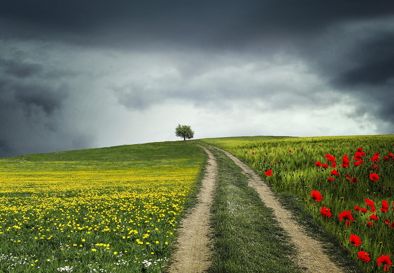 night, yellow, outdoors, light, no people, natural, rural scene, land, flower, springtime, flowers, scenics - nature, solitary, plant, sky, blue, cloud - sky