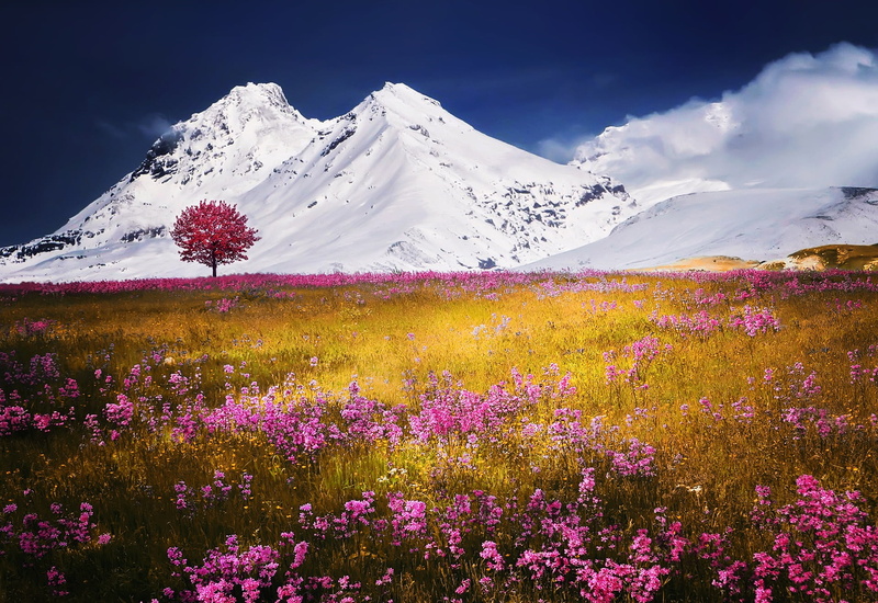 flowering plant, pink, cloud - sky, field, landscape, high, snowcapped mountain, beauty in nature, springtime, route, clouds, nature landscape flowers grass