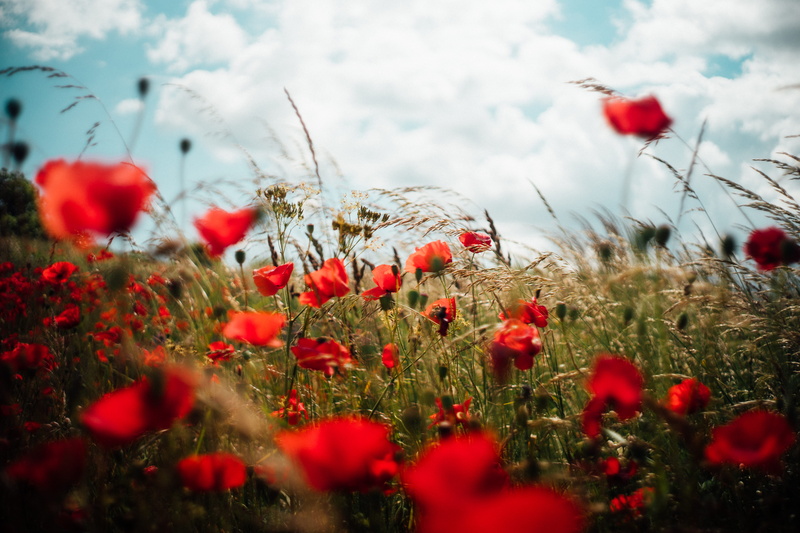 green, popeye, vulnerability, plant, petal, weath, photo, land, flower, cloud - sky, petaled, closeup, fragility, sweden, close-up, grass, cloud, nature