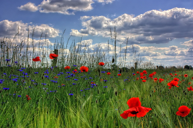 springtime, freshness, 1080P, petaled, red, flowering plant, petal, flower, flowers, environment, bloom, flowerbed, rural, field, grass, beauty in nature