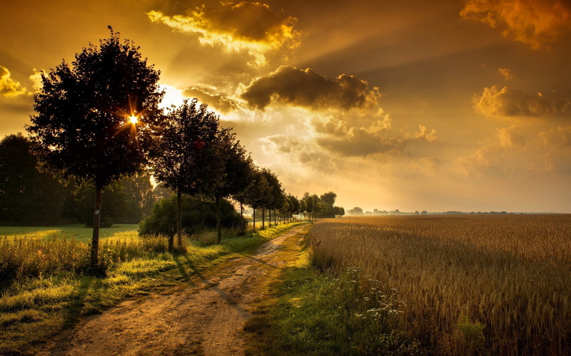 2K, field, dirt road, sunlight, wheat, trees, sky, clouds, nature, sunset, landscape, path, orange, shadow
