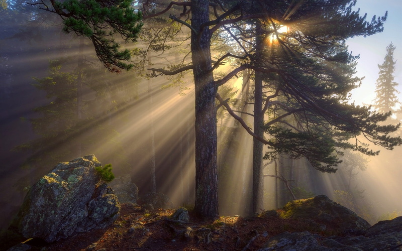 Rocks, Rays, Trees, 1080P, Morning, Sun, Forest