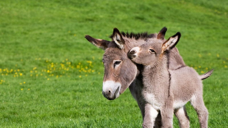 grass, meadow, donkey, moke, 1080P, hump, cute, lea, burro