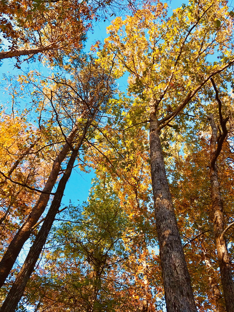 backgrounds, birmingham, sky, directly below, tree, tree canopy, united states, 4K, beauty in nature, tree trunk, no people, fall, change, tranquility