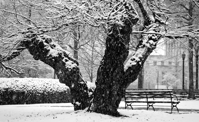 Tree, Black, frozen, outdoors, Bench, 2K, nature, bare tree, cold temperature, trunk, Birmingham, beauty in nature, tree trunk, grayscale, no people, field