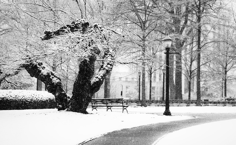 tranquility, Snow, scenics - nature, bare tree, beauty in nature, Tree, Alabama, Black and White, gnarly, day, Birmingham, frozen, white color, snowing