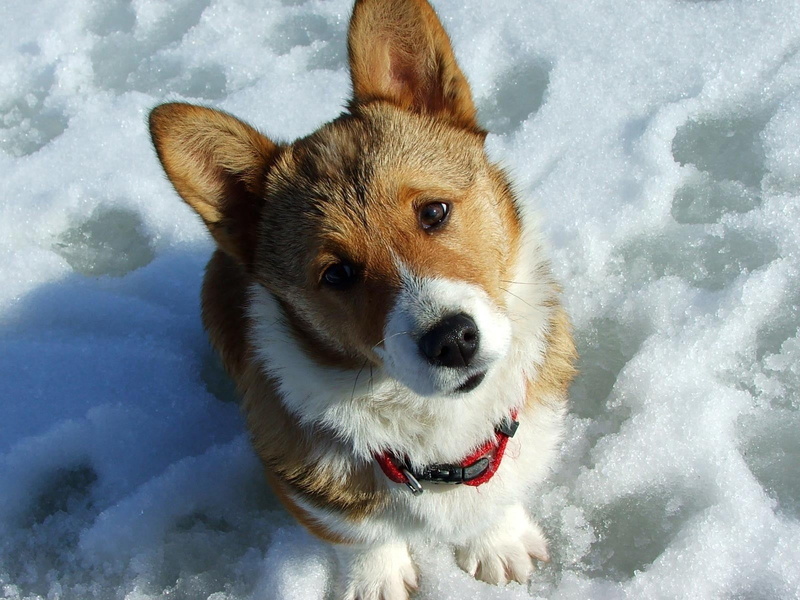 cute, animal themes, cold temperature, portrait, pembroke Welsh Corgi, no people, winter, looking at camera, one animal, domestic animals, canine, purebred Dog