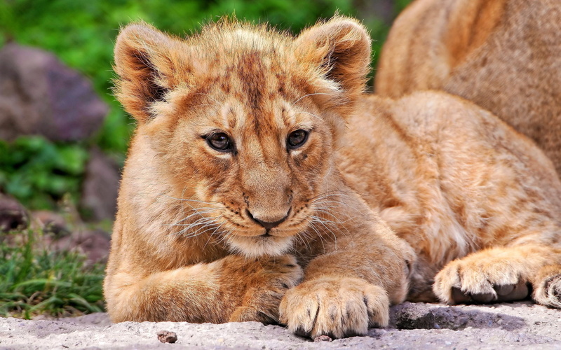 wildlife, expectation, down, carnivora, baby, male Animal, carnivore, animals In The Wild, nature, animals And Pets, brown, safari, mane, relaxation, mammal