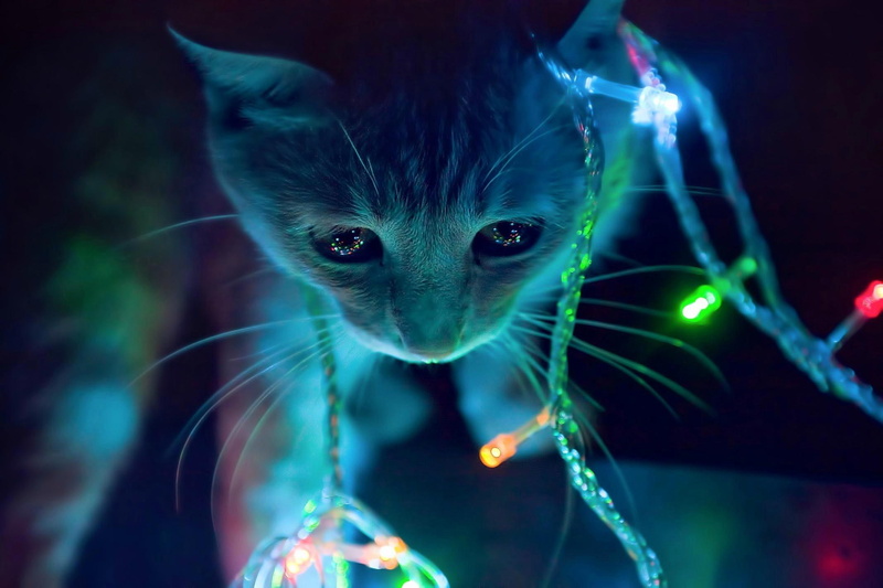 fantastic, kittens, skyphoenixx1, pret, cat, lights, picture, christmas, 1080P, beautiful, amazing, sweet, nice, animals