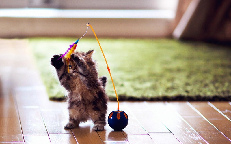 ball, beautiful, picture, kittens, kitten, fantastic, tortoiseshell, carpet, games, livin, kitten games, inside, 1080P, skyphoenixx1, toy, nice