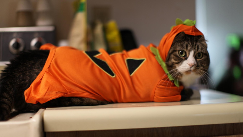 s, costume, kitty, fantastic, skyphoenixx1, beautiful, 1080P, picture, kittens, samhain, nice, halloween, pumpkin
