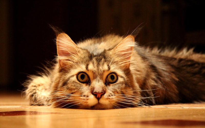 inside, animals, amazing, tiger, beautiful, pretty, house, room, look, skyphoenixx1, behind, nice, floor, 2K, sweet