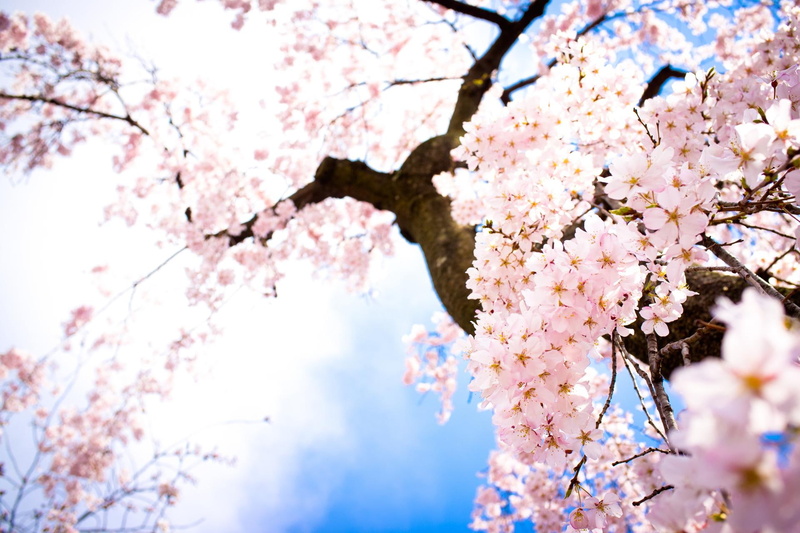 nice, fantastic, trees, beautiful, blossom, skyphoenixx1, amazi, plant, tree, 1080P, picture, cherry blossom tree, cherry
