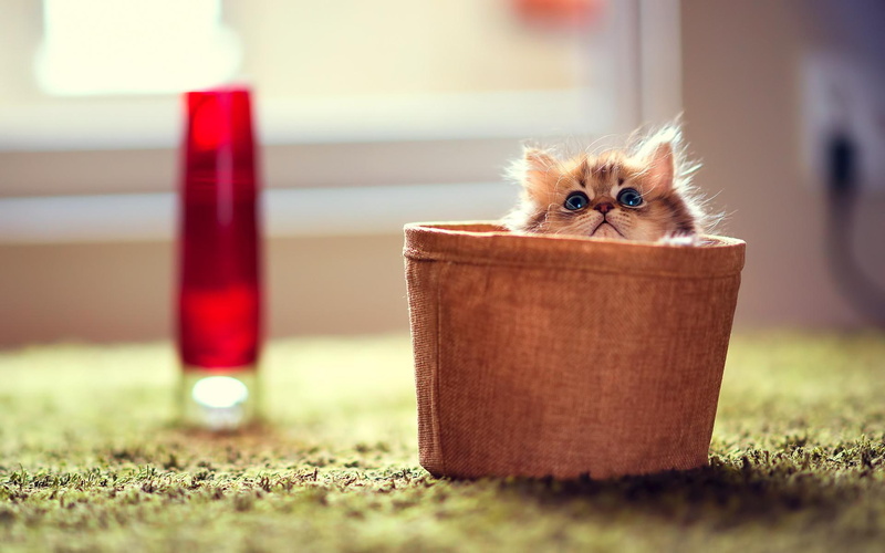 brown, seek, 1080P, skyphoenixx1, picture, fantastic, kittens, beautiful, cute kitten, basket, nice, little, master, hide, little master of hide and s