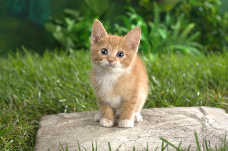 grass, cute, animals, feline, kitten, animal, 1080P, nature