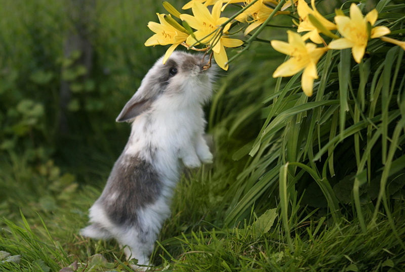 nice, rabbit, reach, almost, 1080P, cute, can, bunny, animals