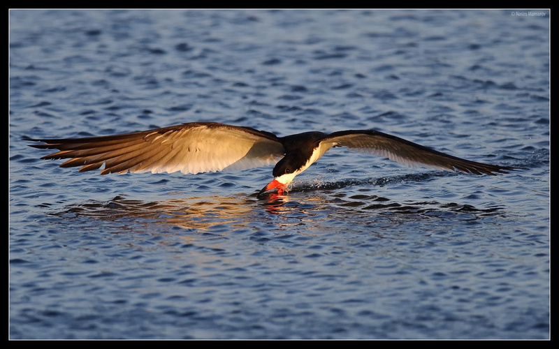animals, beautiful, 1080P, hunt, amazing, picture