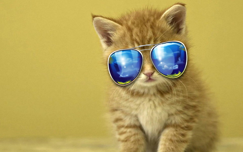 kittens, animals, cat, kittie, cats, sweet, 2K, cool