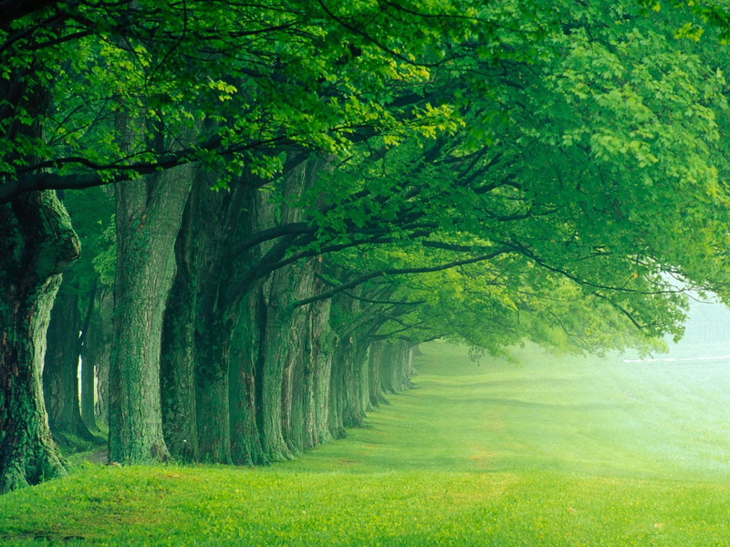 scenics - nature, Kentucky, day, growth, treelined, landscape, non-urban scene, forest, green, beauty in nature, land, no people, 720P, green color, tree