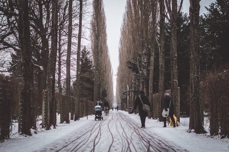 real people, outdoors, københavn n, nature, winter, the way forward, trees, covering, cold temperature, animal themes, snow, cold, 5K, mirror, trunk, pets