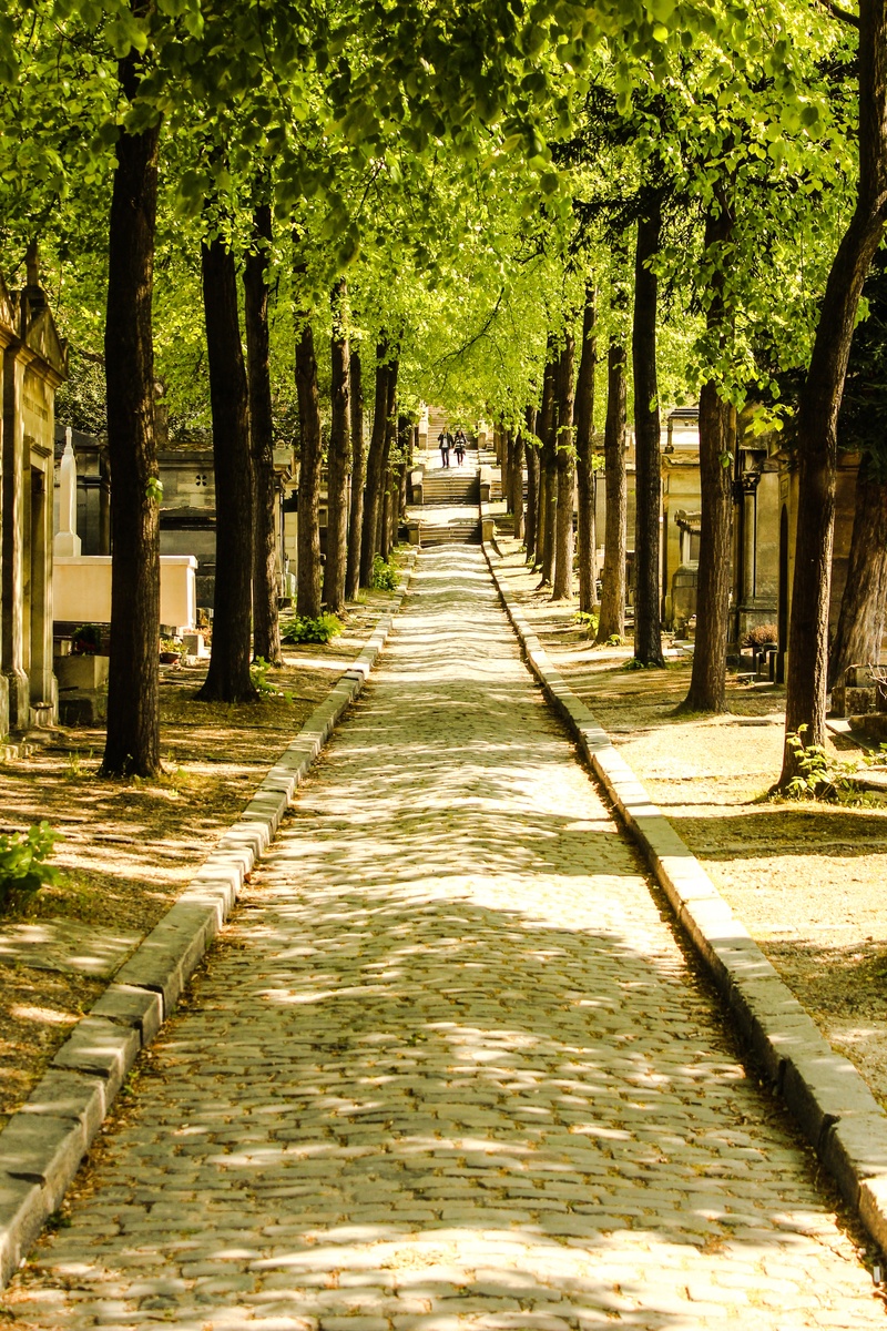 footpath, park, green, trunk, diminishing perspective, beauty in nature, treelined, direction, nature, plant, sunlight, tree trunk, in a row, outdoors