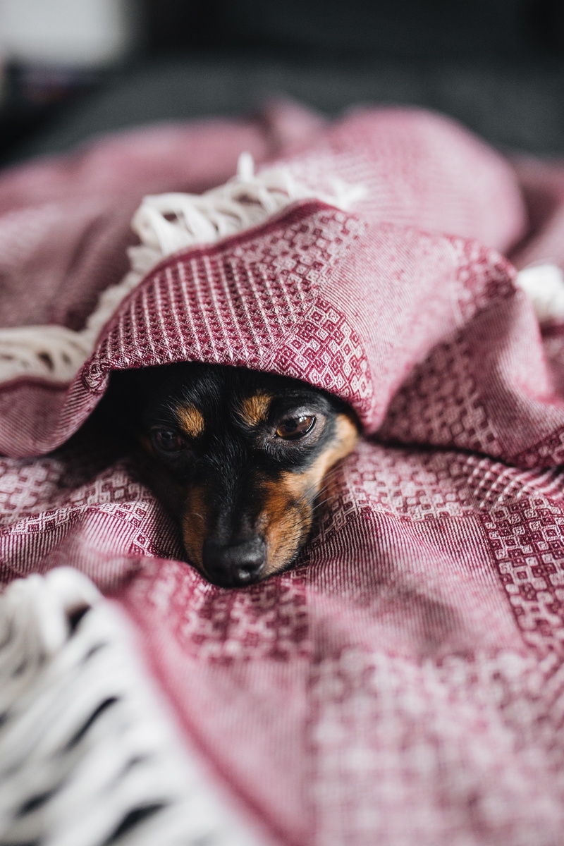 selective focus, cold, pink color, cozy, scared, textile, animal, animal eye, pet, close-up, animal head, cowardly, life, sad, mammal, pets, one animal