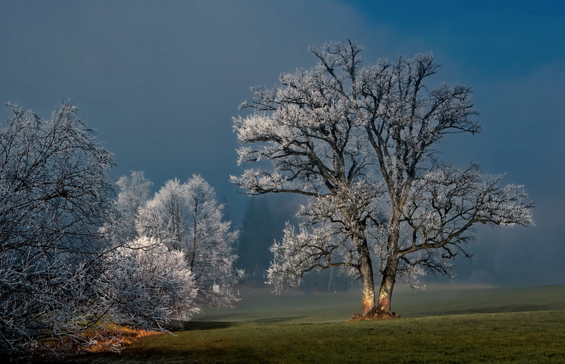 melancholic, no people, environment, landscape, ice, isolated, field, plant, grass, growth, tree, scenics - nature, 4K, day, non-urban scene, beauty in nature