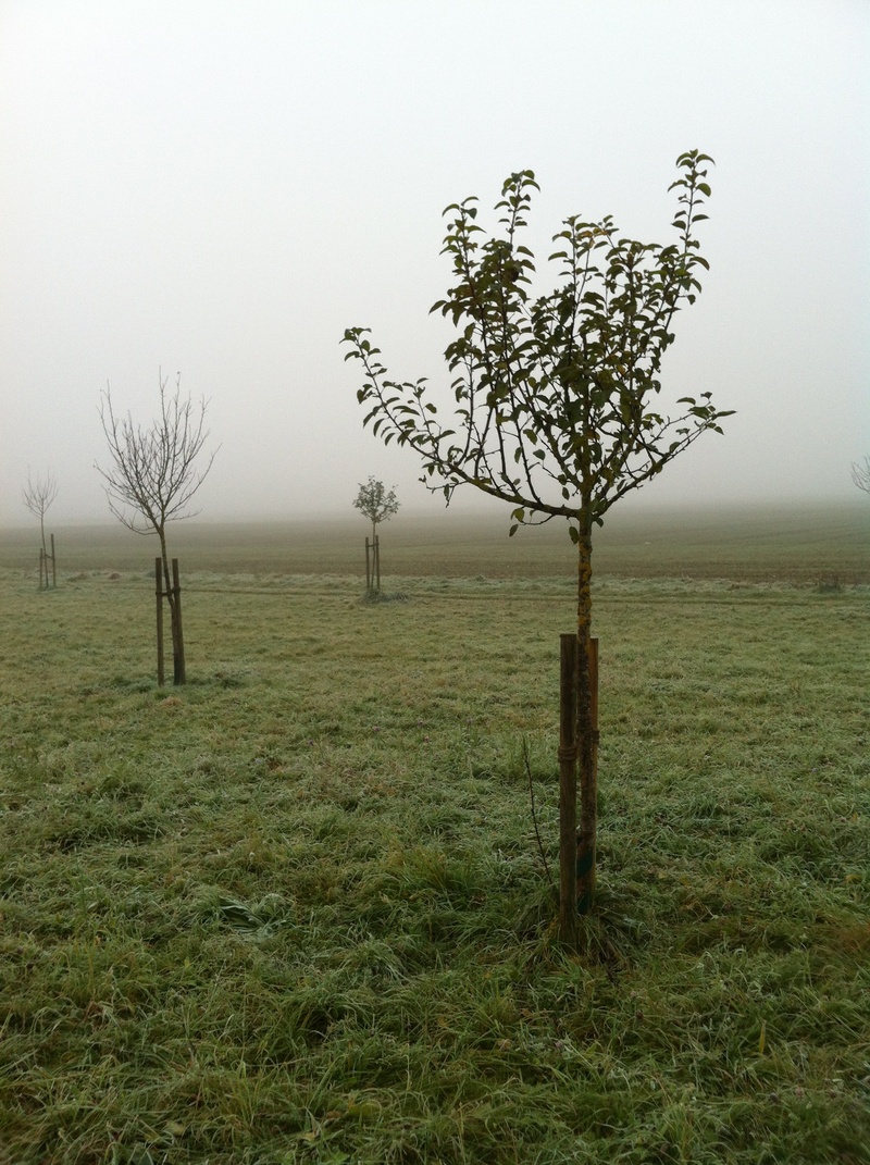 autumn mood, apple trees, melancholic, post, foggy, non-urban scene, sky, green, morbid, meadow, gloomy, silent, day, nature, tranquil scene, trueb, grass