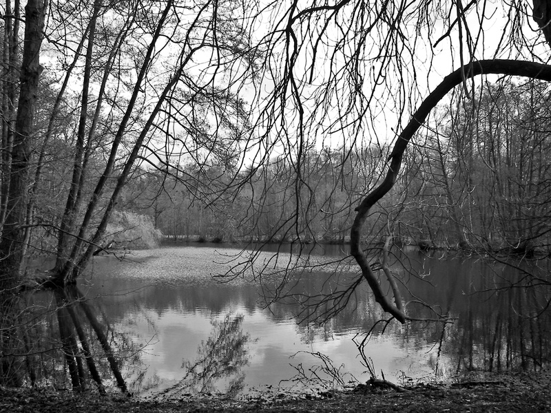nature, tree, outdoors, monochrome, bayou, bad weather photography, depression, tranquil scene, plant, gloomy, waldsee, no people, scenics - nature, loneliness