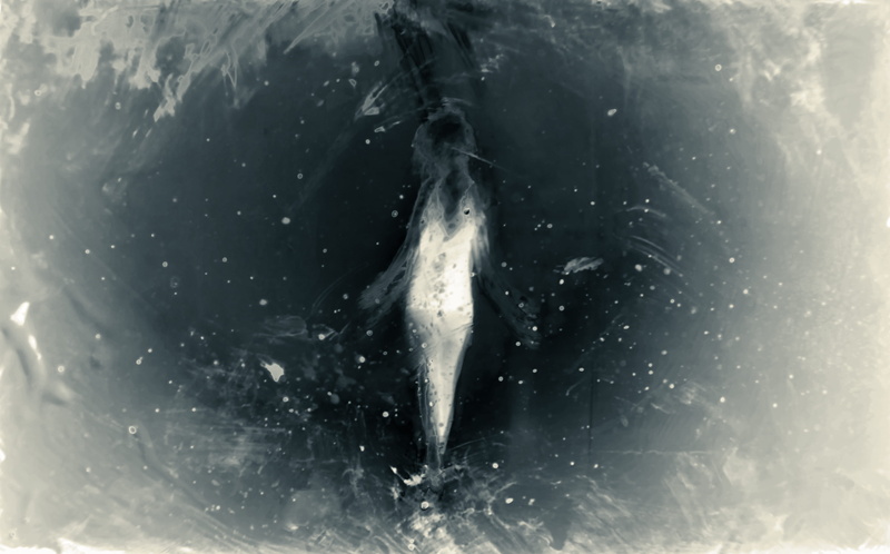 animal head, animal, mysterious, blur, vertebrate, dreamer, fish, marine, cover, visual poetry, animals in the wild, nature, sea life, inspirational, motion