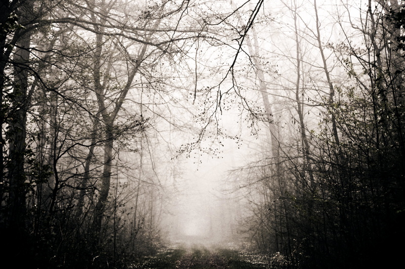 Forest, atmosphere, bare tree, trueb, haunting, creepy, light, footpatch, nebellandschaft, scenics - nature, mystical, autumn, foggy, loneliness, atmospheric