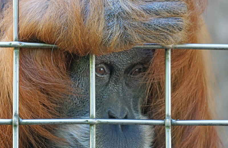 dom, animals In The Wild, close-up, rainforest, imprisoned, melancholic, vertebrate, mimic, cage, Ape, animal head, animals in captivity, nature, wildlife