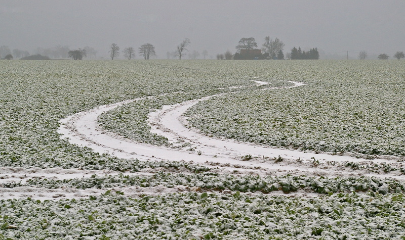 outdoors, tranquil scene, melancholic, field of rapeseeds, landscape, no people, snowy, land, grass, snow, environment, wintry, scenics - nature, agriculture