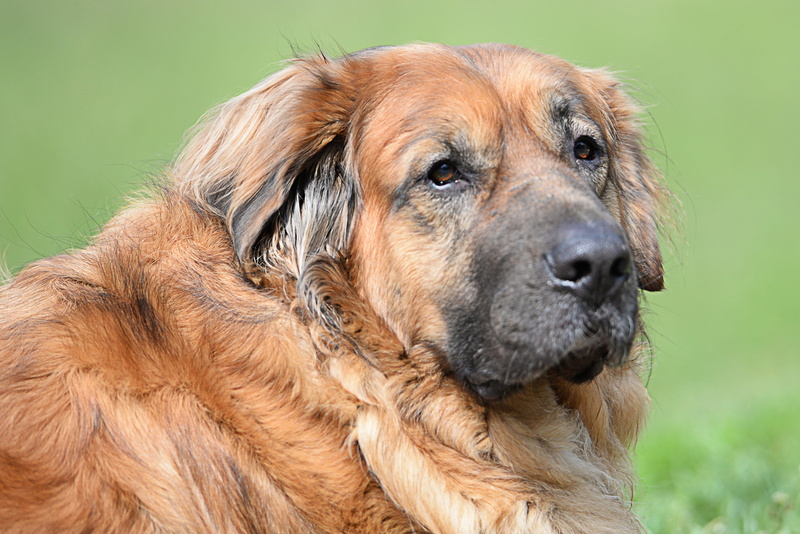 vertebrate, snout, brown, friend, dog, pets, melancholic, animal hair, fur, mammal, close-up, emotion, animal body part, domestic animals, green, canine