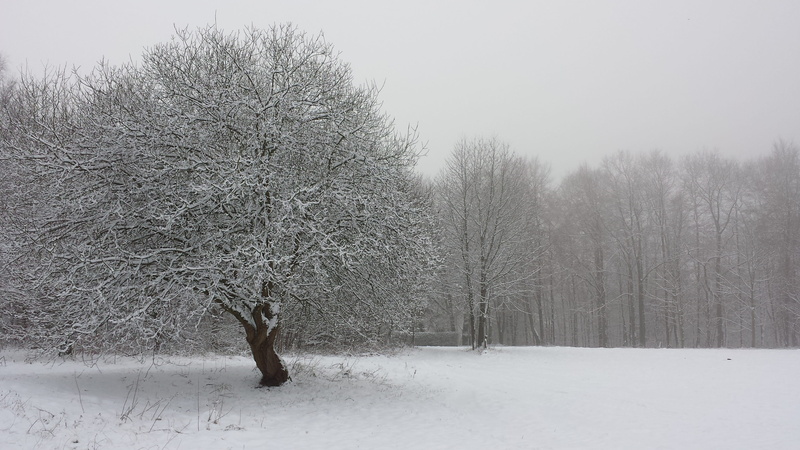 environment, forest, plant, 4K, animal, nature, cold, mammal, one animal, landscape, photography, field, animal themes, snow landscape, tree, wintry, bare