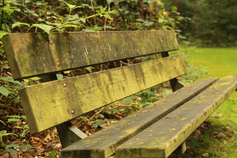 no people, wood - material, close up, sit, park bench, 5K, plant, dirty, green, bank, seat, healthy, sad, wilderness, outdoors, nature, wood, bench, moss