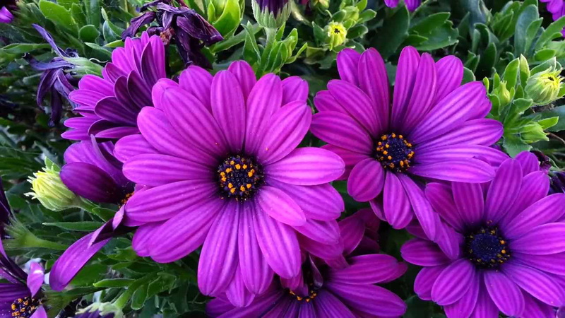 2K, african, scientific, derived, daisy, purple, greek, osteospermum, name, seed, dwarf, spermum, latin, bone, osteon