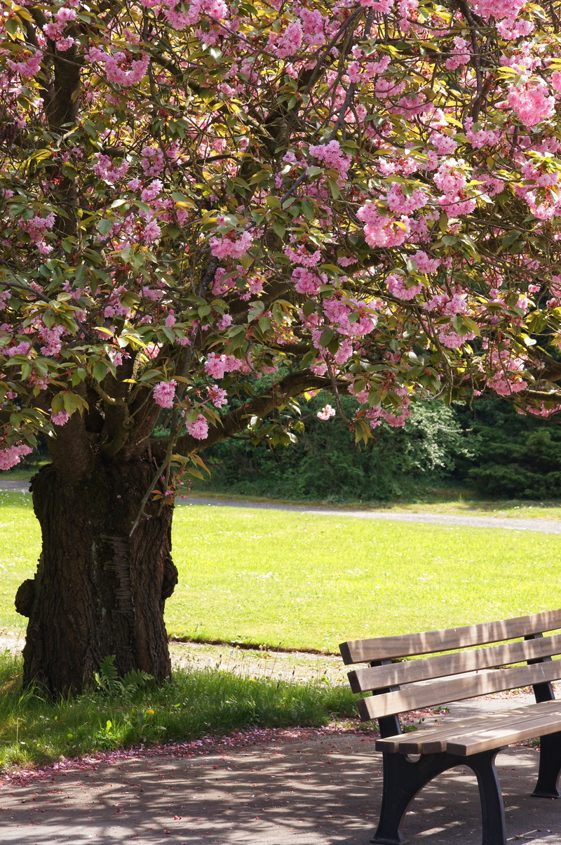 nature, flowers, 4K, tranquility, park, growth, absence, park - man made space, park bench, plant, bank, bench, beauty in nature, fragility, Tree, flowering plant